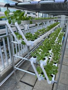Vertical Hydroponics Farming