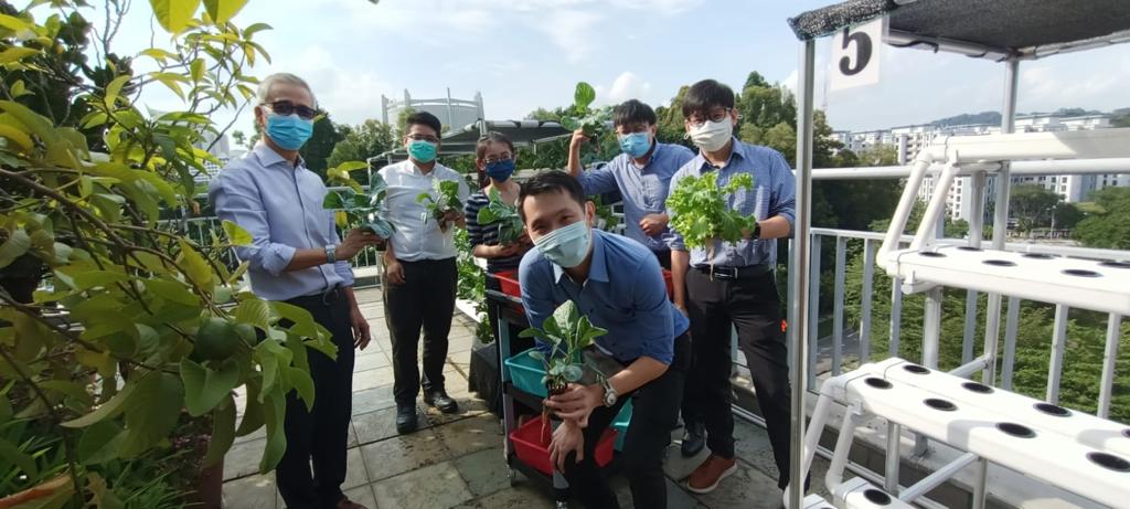 Staff harvesting vegetables at ETHOZ Rooftop Farm