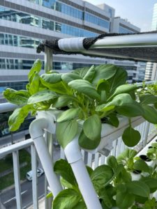 Vertical Farming Xiao Bai Cai