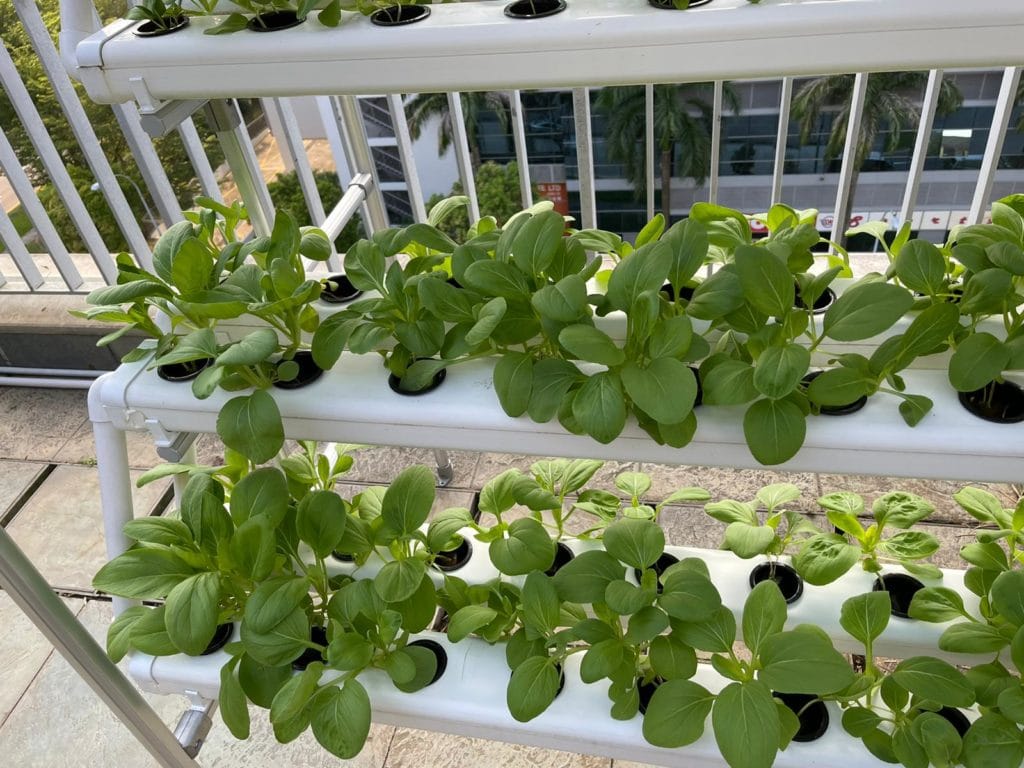 Hydroponics Plants