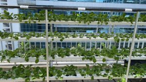 Vegetable Hydroponics